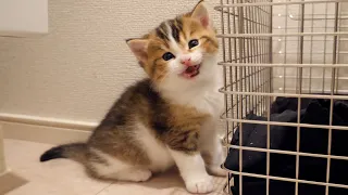 Kitten Nico begs his owner to put in the basket.