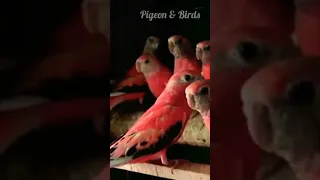 Subscribe our channel PIGEON & BIRDS#birds #youtubeshorts #viral  #shorts #shortvideo #youtubeshorts