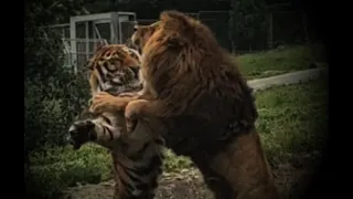 Xi'an Zoo in China, a male lion fights against a male Siberian tiger part 2