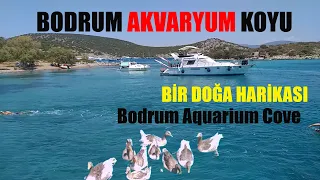 Akvaryum Koyu Bodrum / Aquarium Cove Bodrum Turkey 2020