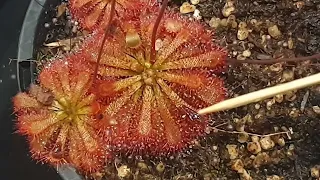 How To Feed Sundews