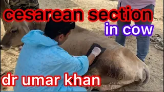 cesarean section in cow l dr umar khan