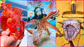 Unwind with Amazing Fishing Videos: Catching Seafood, Fish, Crab, Octopus | ASMR Relaxing #20