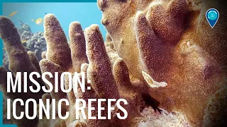 Mission: Iconic Reefs