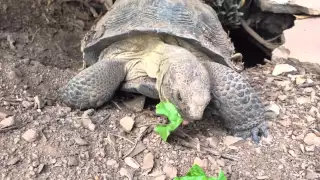 desert tortoise eating