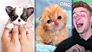 Try Not To Say AWW Challenge.. (VERY HARD)