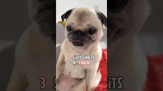 We love Loulou, including her silly habits! 🥰❤️ #pug #dog #funny