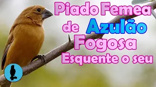 PIADO FEMEA DE AZULÃO