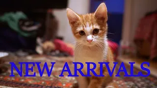 Joyful Playtime: Our Adorable New Kittens Explore and Play