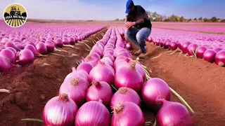 The Most Modern Agriculture Machines That Are At Another Level , How To Harvest Onions In Farm ▶2