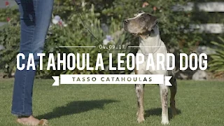 THE AMAZING LOUISIANA CATAHOULA LEOPARD DOG