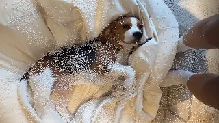 Mischievous Beagle causes chaos at home with tiny foam pellets