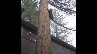 Sierra Jack Russell Terrier treed a Black Bear