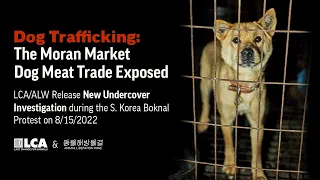 Dog Trafficking: The Moran Market Dog Meat Trade Exposed