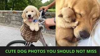 Cute dog photos | Cute puppies images | Dog photos dog pictures | Small dogs playing together | P98