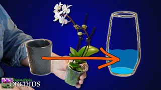 How to Un-Pot & Transfer a Phalaenopsis Orchid into Semi-Water Culture! - Grandma Pickle's Orchids.