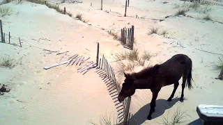 Corolla Wild Horses on the beach at Mermaid's Wake