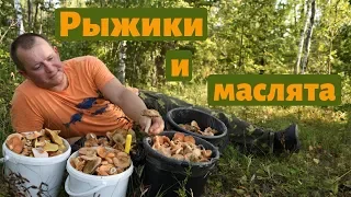 Столько рыжиков еще не собирал! Рыжики и маслята в еловых посадках. Август 2019