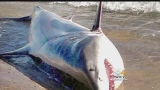 Shark Expert Investigates Stranding Of Great White On Cape Beach