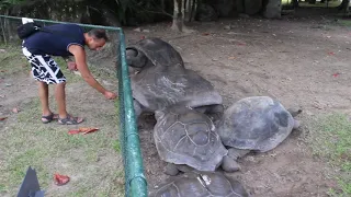 Сейшелы. Остров Маэ. Сейшельские гигантские черепахи.