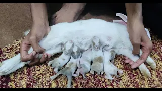 WOW BABY RABBITS FEEDING MILK FROM THEIR MOTHER