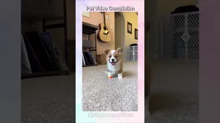 A compilation of happy pet videos!