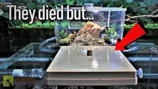 A Huge Mix-up | My Carpenter Ant Colony