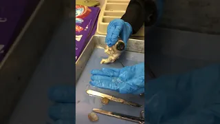 Cow eye dissection