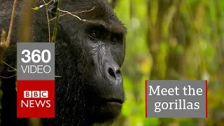 In 360: Gorillas of the Congo - BBC News
