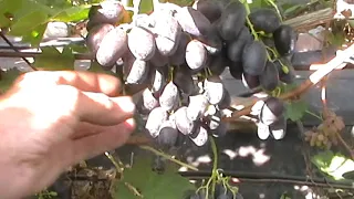 Сорт винограда "Лорано" - сезон 2019 # Grape sort "Lorano"