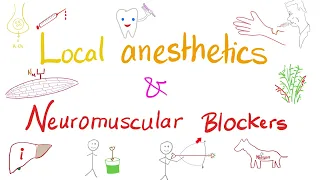 Local Anesthetics and Neuromuscular Blockers | Anesthesiology