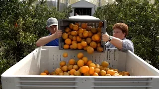 Florida Oranges | ABC News