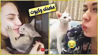 قطط مضحكة جداً - اضحك مع القطط حتي البكاء 😂 اتحداك ما تضحك - الجزء الثاني