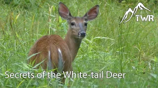 The White-tailed Deer: Everything You Need To Know! (4K)