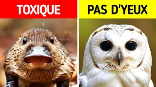 Les Faits Animaux Les Plus Fous Que Vous N'avez Jamais Entendus