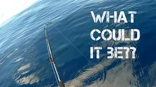 Hard Fighting Amberjack & A Shark That Goes AIRBORNE| Florida Offshore Fishing