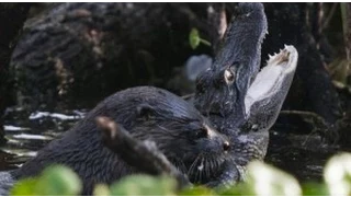 Otter Pounces On Gator And Eats It Alive