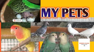 Wow! Pet Birds Raising - My African Lovebird  have laid eggs & Hatched budgies , Pigeons & fishes.