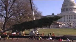 Raw: Capitol Christmas Tree Arrives