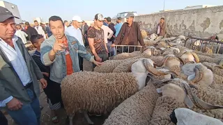 مباشره من  فاس خروف العيد 🐏🐏 مع الاتمنة 🤚👍 السوق عامر سلالات متنوعه وجديده