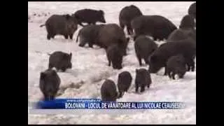 Bolovani - Locul de vânătoare al lui Nicolae Ceaușescu (Columna TV)