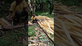 Abaca Fibre making 🌴😲 #bicol #minivlog #camarinesur