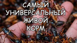 ДВУПЯТНИСТЫЙ СВЕРЧОК. ОТ ЯЙЦА ДО ИМАГО. ПОЛНАЯ ТЕХНОЛОГИЯ. Gryllus bimaculatus