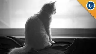 Do Cats Experience Grief?