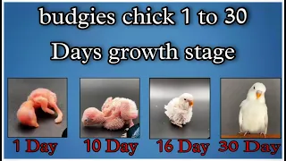 budgies chick 1 to 30 days growth stage #budgies #birds #short #birb