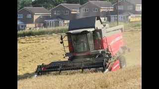 Massey Ferguson 7345s Harvesting Barley