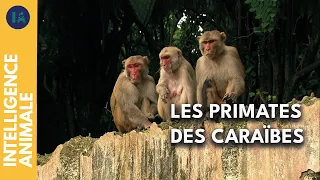 L'île des singes : miroir de notre société ? | IA | DOC COMPLET