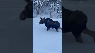 Another Moose in the backyard #alaska #moose