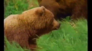 National Geographic Giant Bears of Kodiak Island