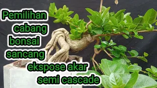 pemilihan cabang bonsai sancang ekspose akar semi cascade